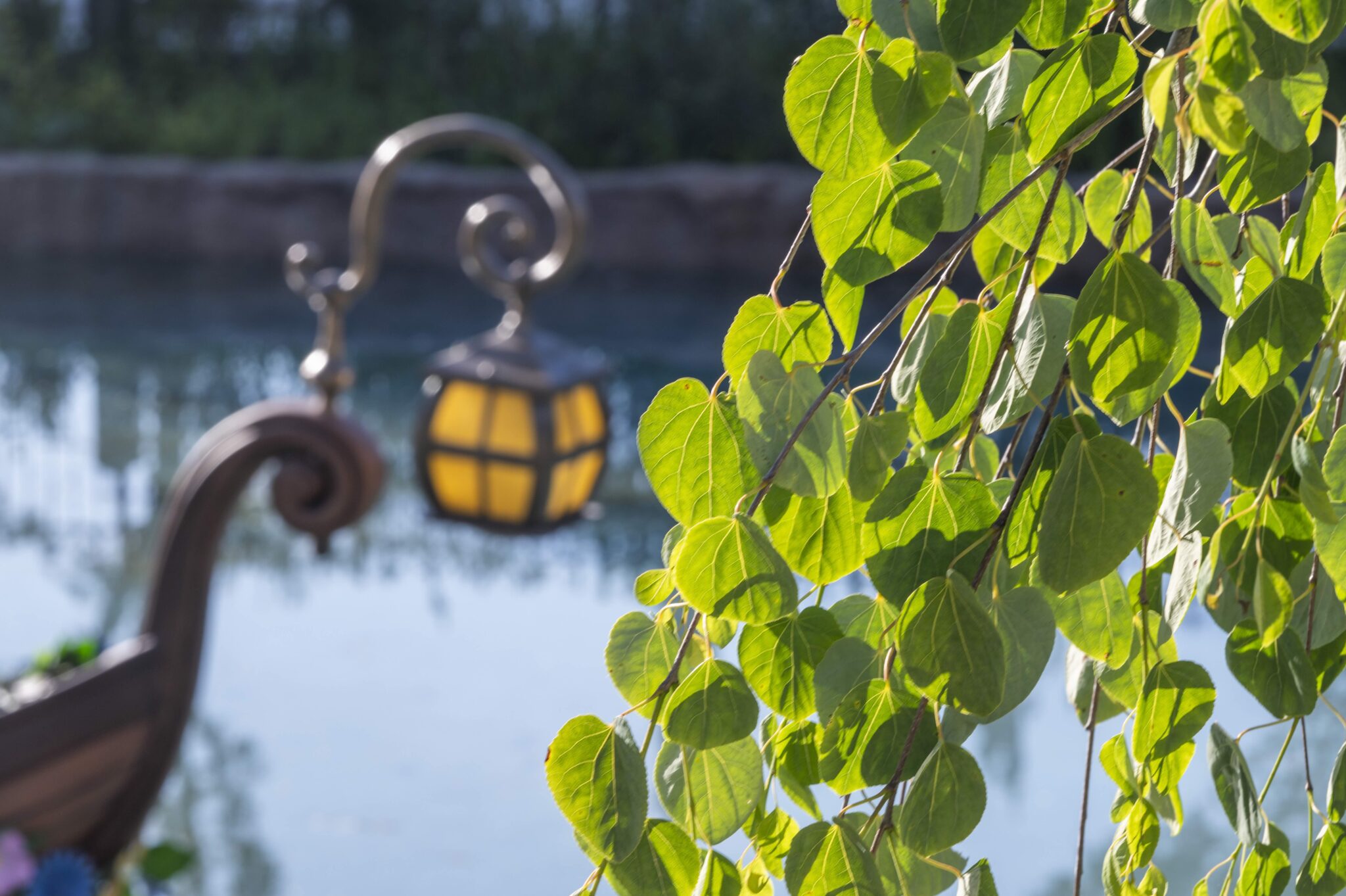 Bloeiende kersenbomen en amelanchier in Disney Adventure World, vroege voedselbron voor bestuivers